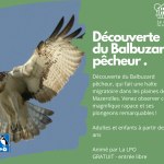 LPO - Découverte du Balbuzard pêcheur