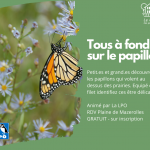 LPO tous à fond sur le papillon !