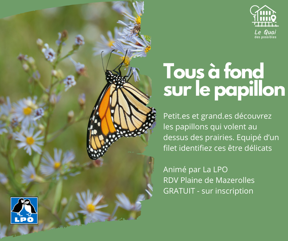 LPO tous à fond sur le papillon !