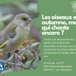 Sortie LPO : Les oiseaux en automne, mais qui chante encore ?
