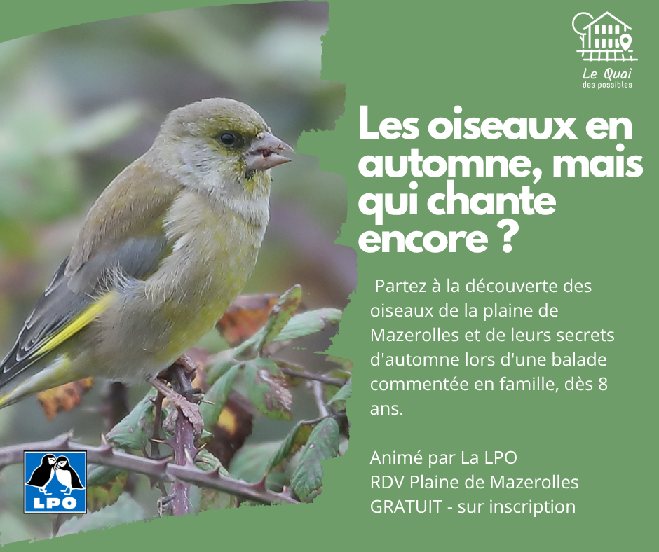 Sortie LPO : Les oiseaux en automne, mais qui chante encore ?